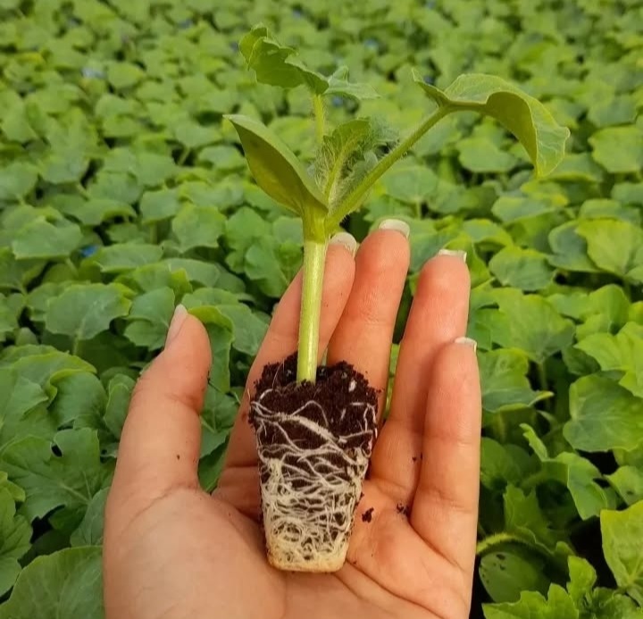 بهترین گلخانه تولید نشا جم