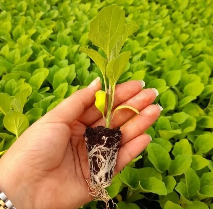 بهترین گلخانه تولید نشا جم