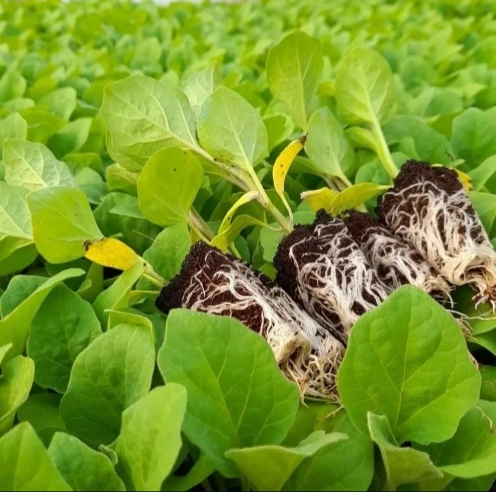 بهترین گلخانه تولید نشا جم