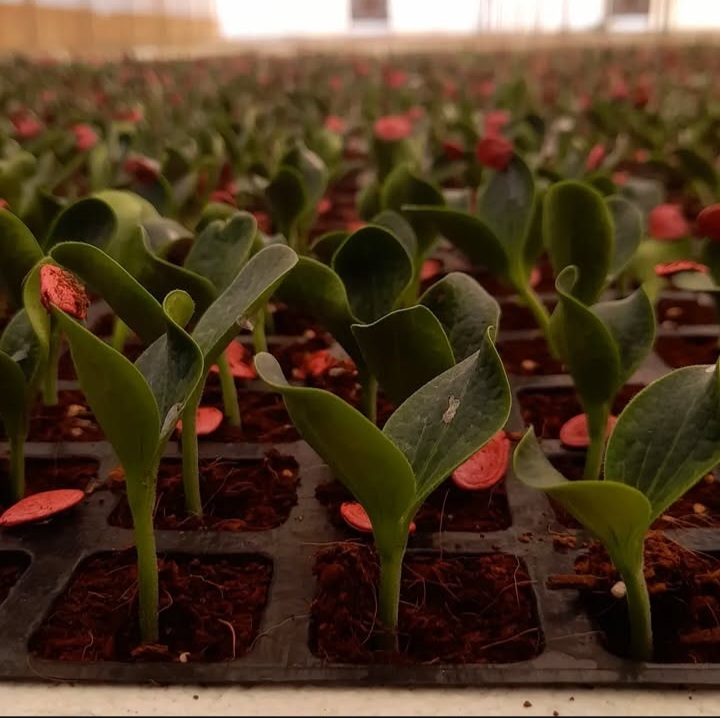 بهترین گلخانه تولید نشا جم