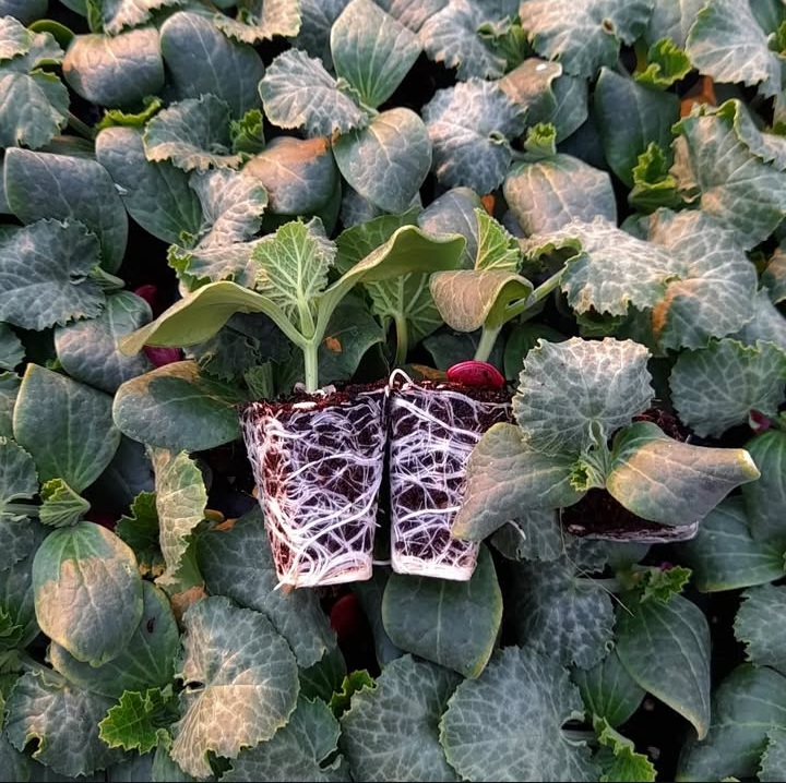 بهترین گلخانه تولید نشا جم