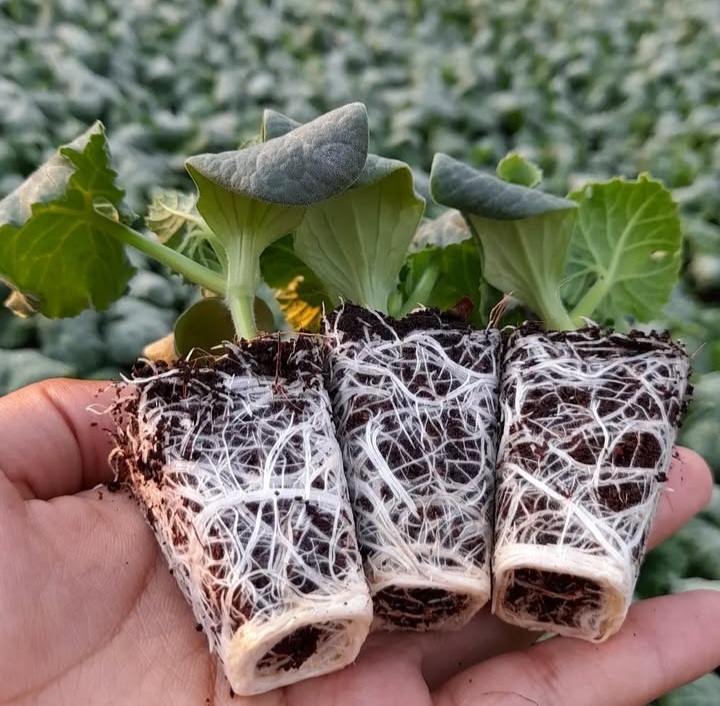 تخصص و تجربه