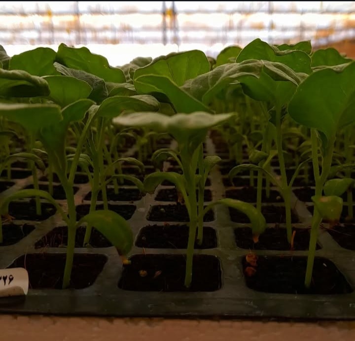 بهترین گلخانه تولید نشا جم