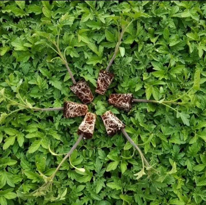 بهترین گلخانه تولید نشا جم