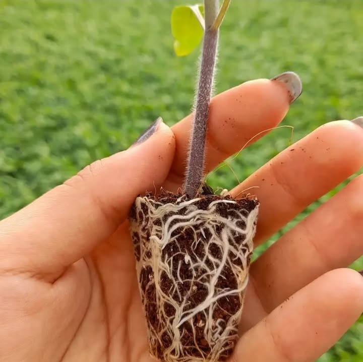 بهترین گلخانه تولید نشا جم