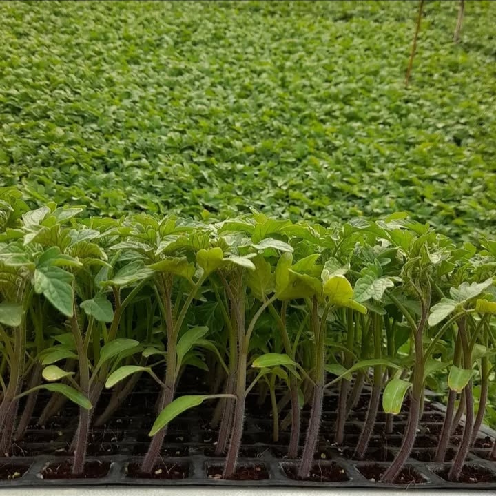 قیمت مناسب و رقابتی