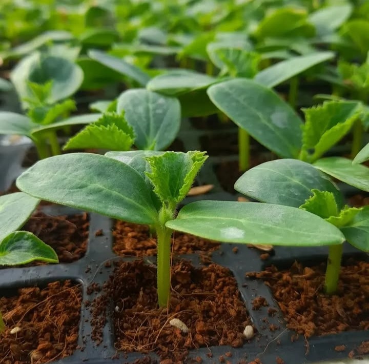 بهترین گلخانه تولید نشا جم