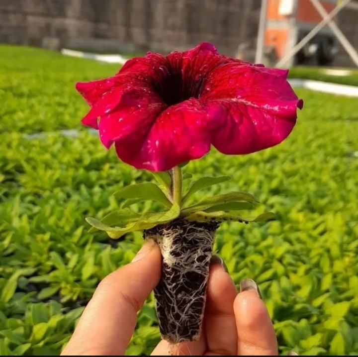 بهترین گلخانه تولید نشا جم