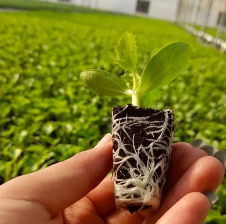 بهترین گلخانه تولید نشا جم