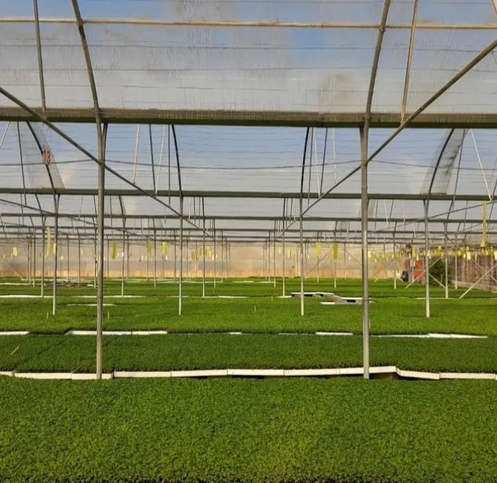 بهترین گلخانه تولید نشا جم