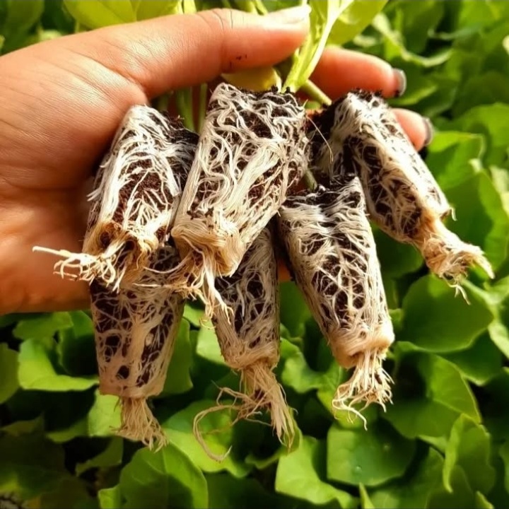 بهترین گلخانه تولید نشا جم