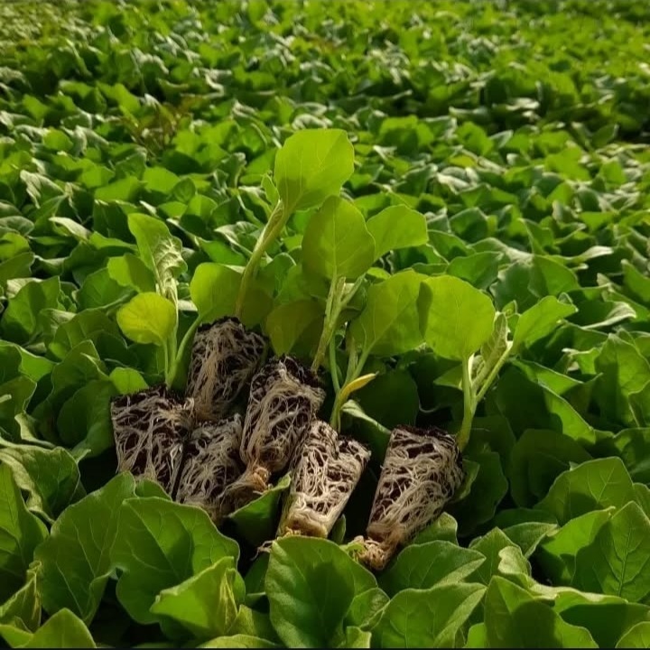 بهترین گلخانه تولید نشا جم