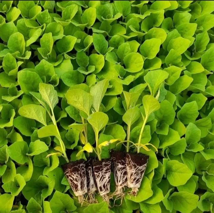 بهترین گلخانه تولید نشا جم