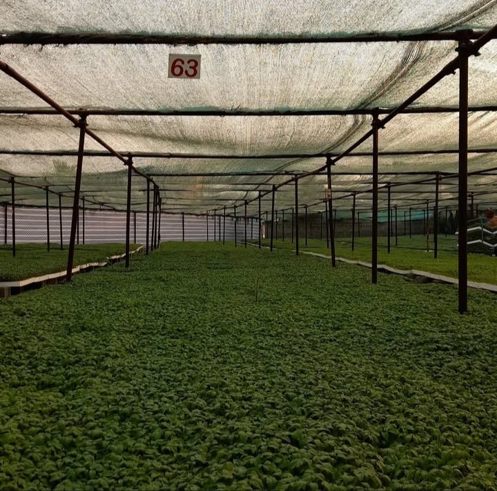 بهترین گلخانه تولید نشا جم