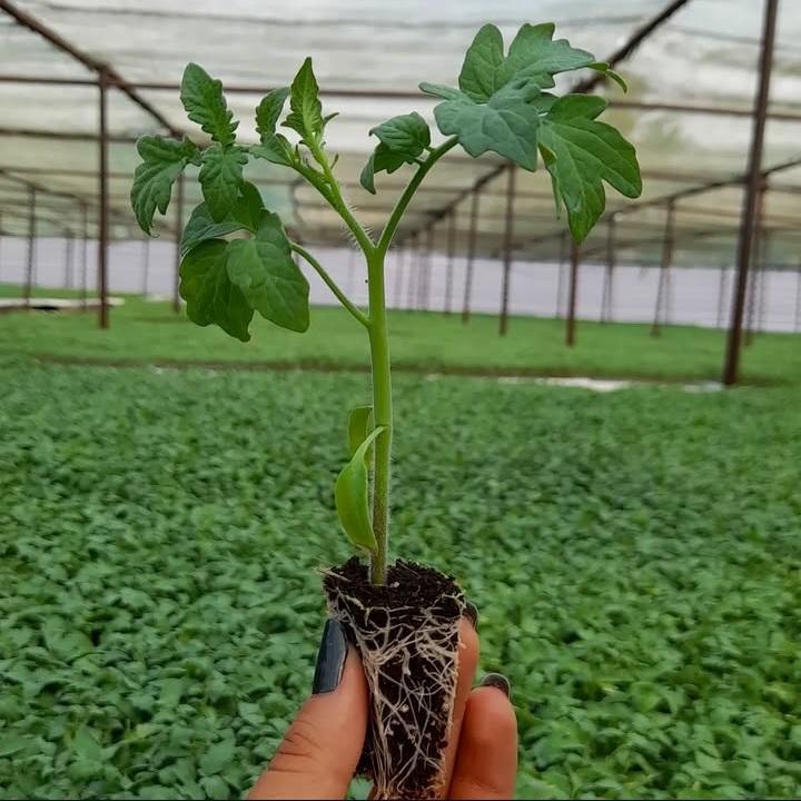 بهترین گلخانه تولید نشا جم