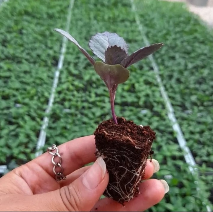 بهترین گلخانه تولید نشا جم