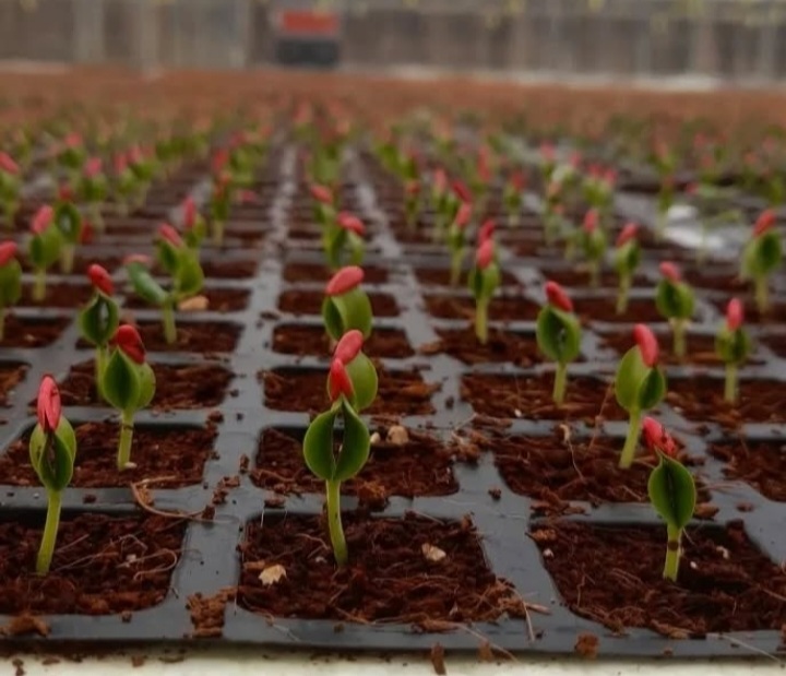 بهترین گلخانه تولید نشا جم