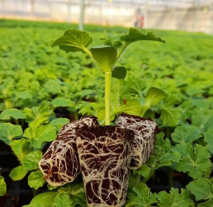 بهترین گلخانه تولید نشا جم