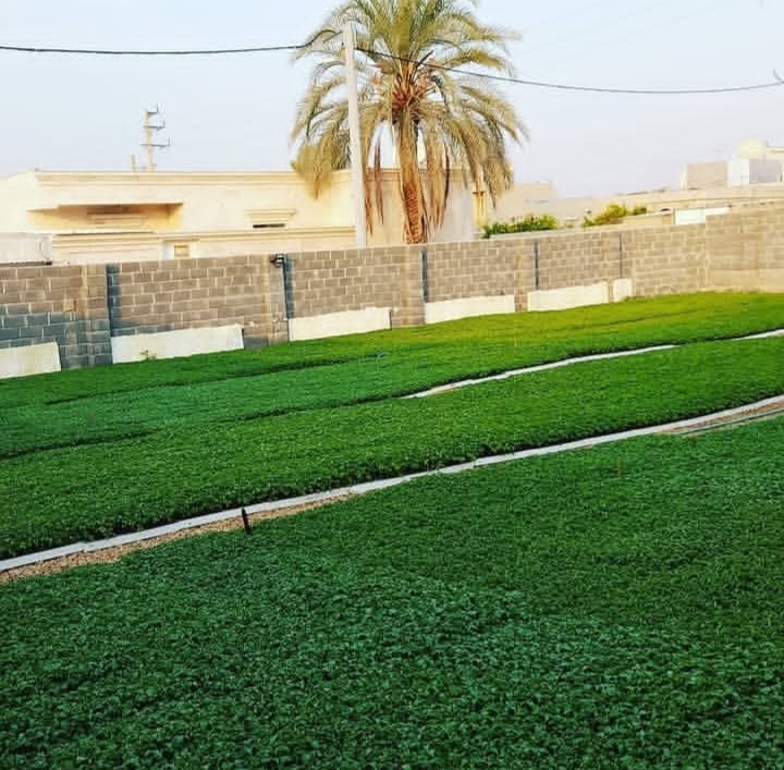 بهترین گلخانه تولید نشا جم