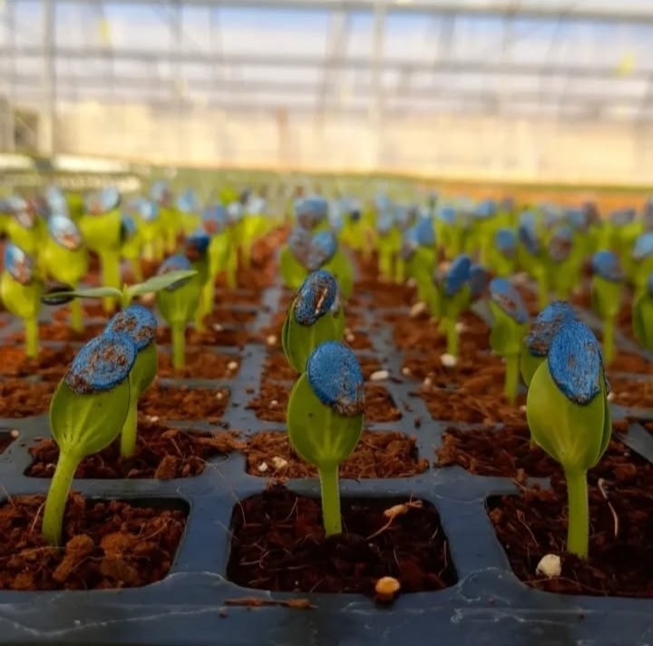 نشاء صیفی‌جات