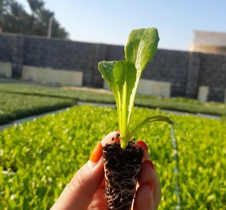 نشاء آماده انتقال