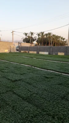 نشاء گوجه فرنگی